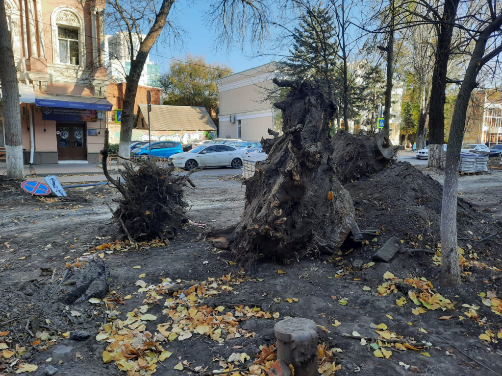 Власти Ростова пообещали высадить на Университетском 40 новых деревьев