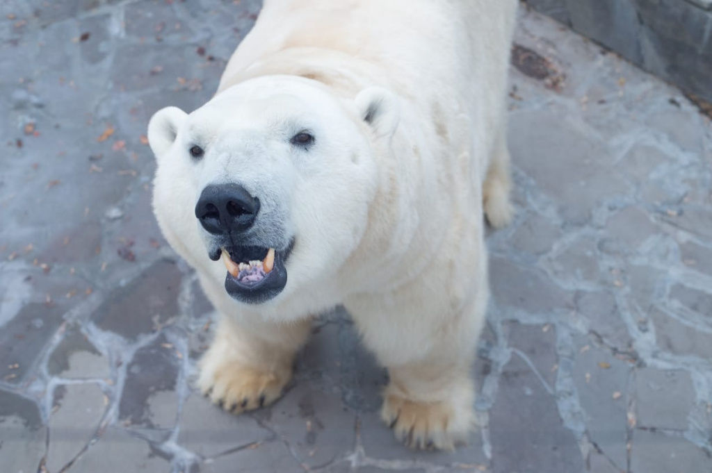 Белые медведи ростовского зоопарка отмечают свой праздник. Фото: зоопарк Ростова-на-Дону