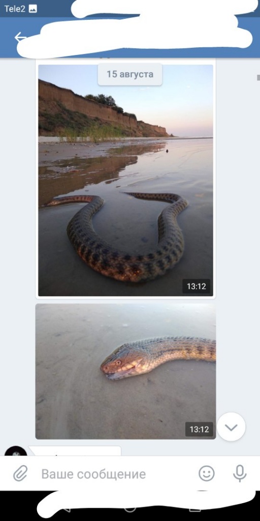 уж.jpg уж.jpg