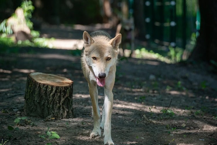 rostov_zoo_official-118507108_1015507648872891_4116685887058698493_n.jpg